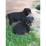 Rottweiler Cachorros Machitos Y Hembritas Entregar Bellos...