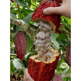 50 Semillas De Cacao Rojo Gigante 