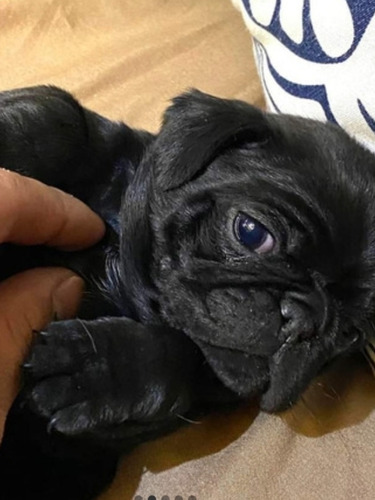 Hermosos Pug