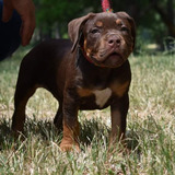 American Bully 