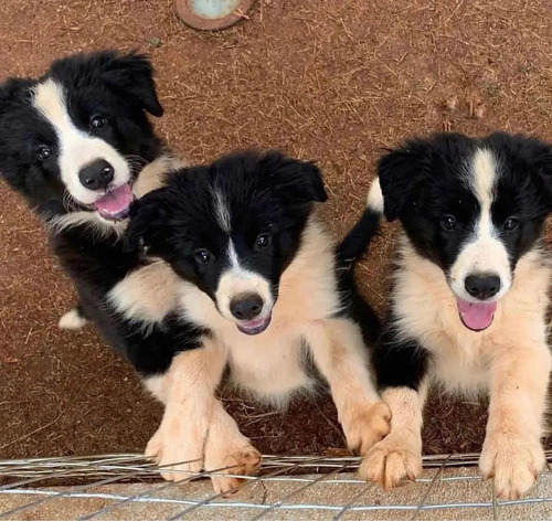 Cachorros Border Collie Disponibles Envíos Hembra Garantias