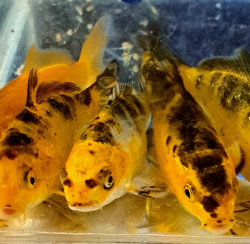 Peces Koi 10, 12 Cm 