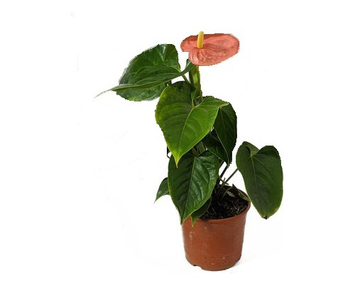 Planta De Interior Anthurium Flor Roja En M12