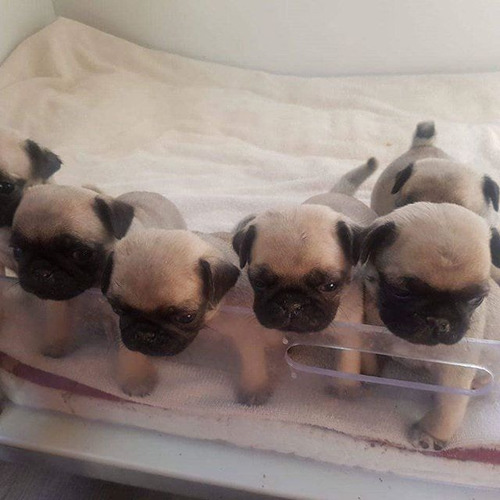 Hermosos Cachorros Pug Carlino Machos 