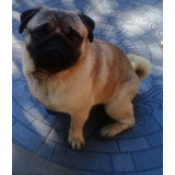 Pug Carlino Monta O Inseminacion Incluida Servicio C/papeles