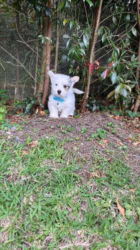 Cachorro Yorkie Biewer Ríonegro, Medellín, Cali Animalpets