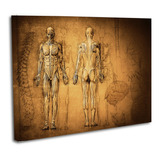 Cuadro Lienzo Canvas 80x120cm Anatomia Cuerpo Humano Columna