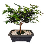 Bonsai Jabuticabeira 