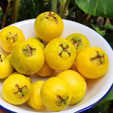 Arbolito Guayaba Amarilla Piña-miel Y Ya Dieron Frutas Guava