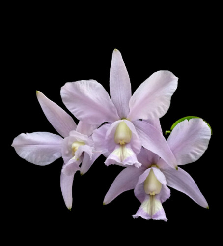 Orquidea Cattleya Nobilior Coerulea Papagaio Verde X Miranda