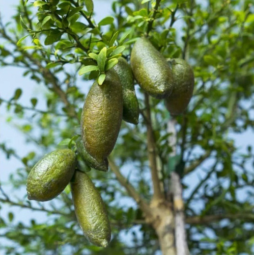 Limon Caviar Dedo De Bruja ( Injerto ) Alta Producción 