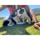 Cachorros Border Collie Inscritos Kcc