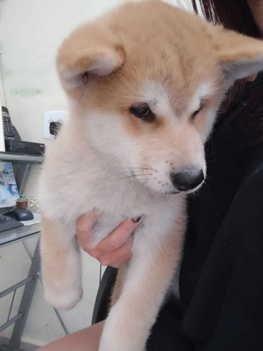 Lindo Macho De Akita Inu, Vacinado E Vermifugado