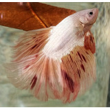 Betta Half Moon Macho