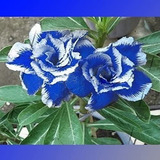 Adenium Rosa Del Desierto Azul Mejorado Mas Sorpresa