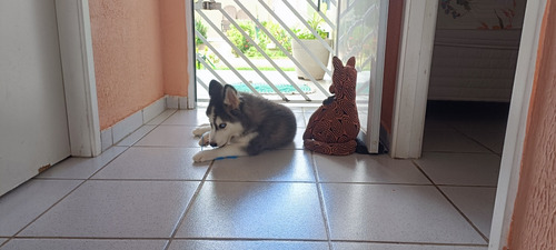 Filhote Husky Siberiano (macho)