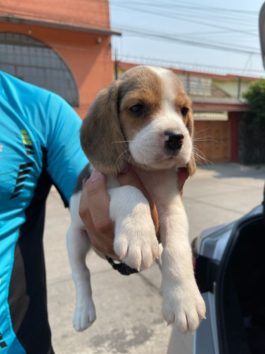 Beagles De Calidad Y De Casa, Precisos!