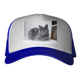 Gorra Gato Azul Ruso Descansando