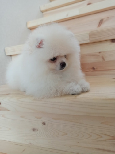 Prodigioso Pomerania Gran Pedigri Chip Garantía Dvida 17