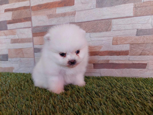 Cachorros Pomerania Y Shih Tzu 