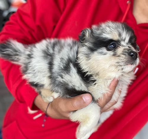 Comprar Pomsky En Colombia