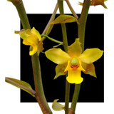 Orquidea Cyrtopodium Cardiochillum