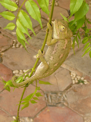 Vinilo Decorativo 20x30cm Camaleon Reptil Iguana Animal M9