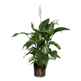 Planta De Spathiphyllum Spathiphillium, Espatifilo Maceta 15