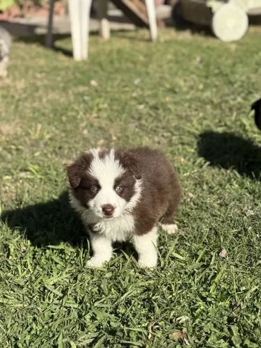 Cachorros Border Collie Chocolate | Mismo precio en cuotas