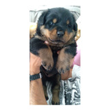 Rottweiler Lindos Filhotes