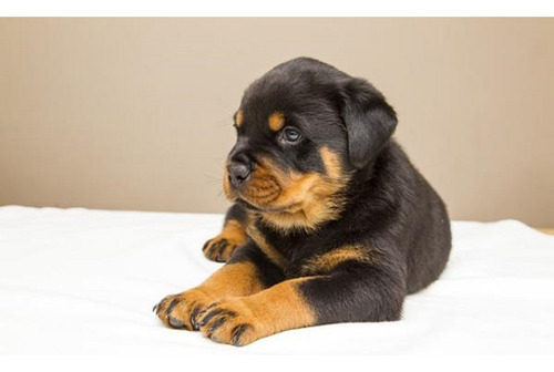 Cachorro Rottweiler 02