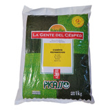 Semillas De Césped Pasto Picasso® Campos Deportivos 1 Kg