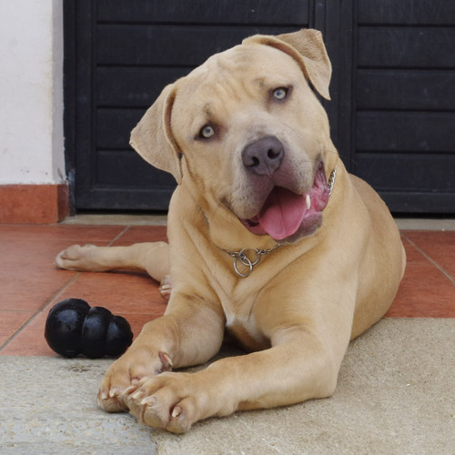 American Bully Xl Macho Blue Fawn 7 Meses Cachorro