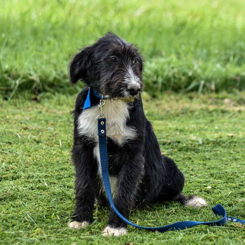 Cachorro Precioso En Adopcion Responsable