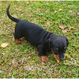 Cachorros Dachshund Mini Color Negro Fuego