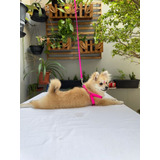 Peitoral Coleira Cão Shih Tzu Cachorro Pequeno P Pink