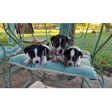 Cachorros Jack Russell 