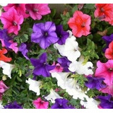 Semillas Flor Petunia Pendula Mix Colores 