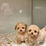 Cachorros French Poodle 