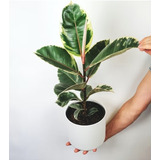 Gomero (ficus Elastica) En Maceta De Autor (22cm Diámetro)