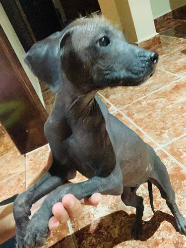 Xoloitzcuintle Master Marzo 2023 - Machos Y Hembras