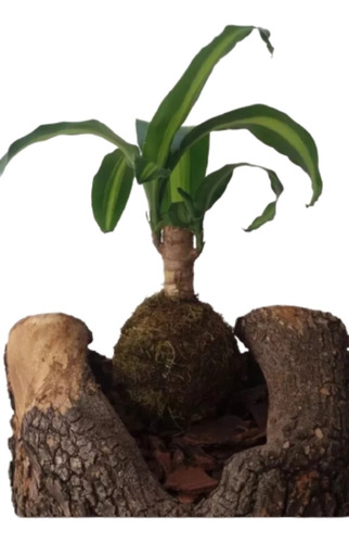 Planta Kokedama Decoración 