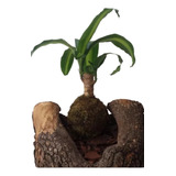 Planta Kokedama Decoración 