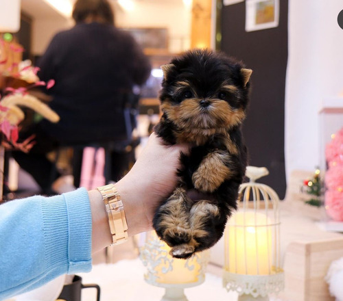 Cachorros Yorkshire Mini