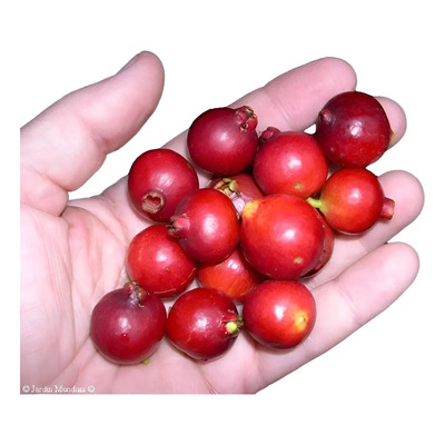 Guayaba Japonesa Cattle Fresa Roja Arbol Enano De Peru M.e. | Meses sin interés