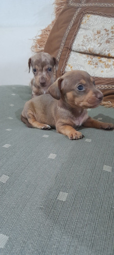 Cachorros Salchicha , Perros Salchicha Arlequin