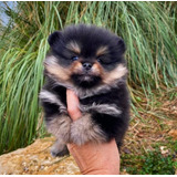 Pomerania Black And Tan Con Pedigrí. Envio Gratis