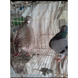 Venta De Palomas Buchonas