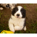 Tiernos Border Collie Inscritos Kennel Club