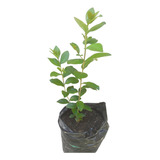 Crespon 30 Cm. Rosado.arbol Ornamental.envio Regiones.